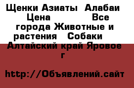 Щенки Азиаты (Алабаи) › Цена ­ 20 000 - Все города Животные и растения » Собаки   . Алтайский край,Яровое г.